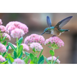 Fototapetas kolibris ant gėlės